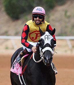 Ernesto Salinas, Jr. / StallioneSearch
