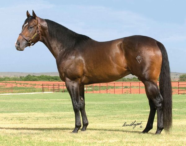 Stallion photographed from a specific angle