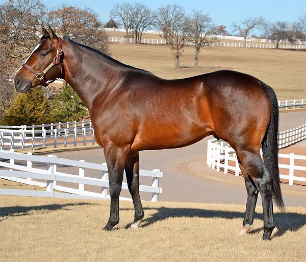 Stallion photographed from a specific angle