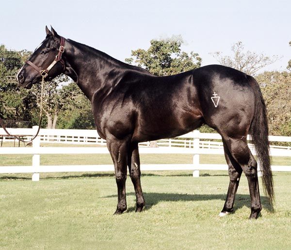 Stallion photographed from a specific angle