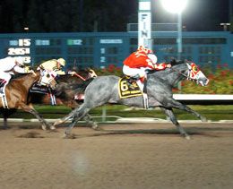Three-time AQHA Racing Champion Ocean Runaway.