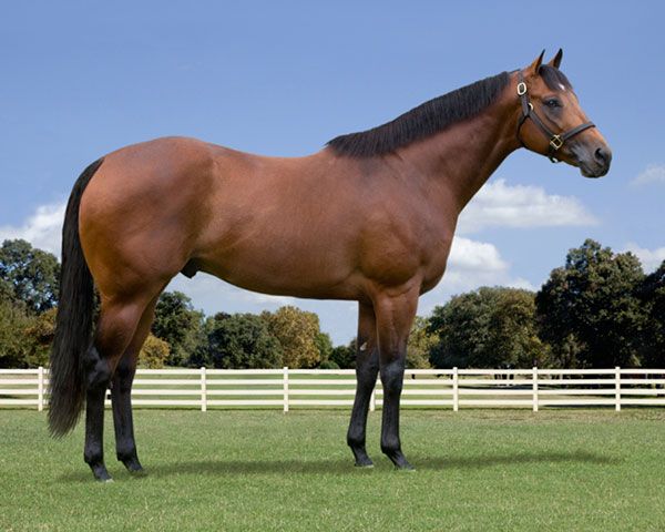 Stallion photographed from a specific angle