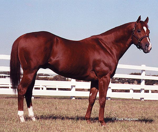 Stallion photographed from a specific angle