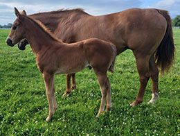Fast Dashin Colt on his dam, Senorita Perry, side in the spring of 2022.