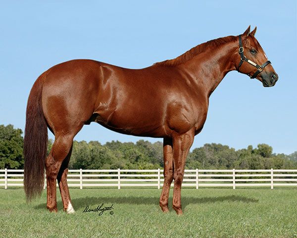 Stallion photographed from a specific angle
