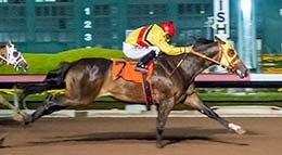Toby Sis is a full sister to Grade 1 winner London Toby.