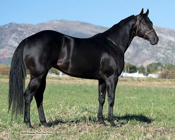 Stallion photographed from a specific angle