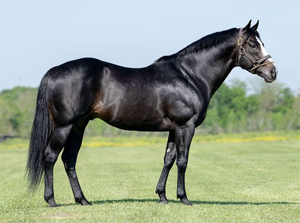 Stallion photographed from a specific angle