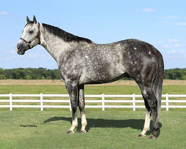 Stallion photographed from a specific angle