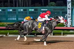 Politiko, under jockey Justine Klaiber, winning the Ah Sigh Handicap at Los Alamitos Race Course.