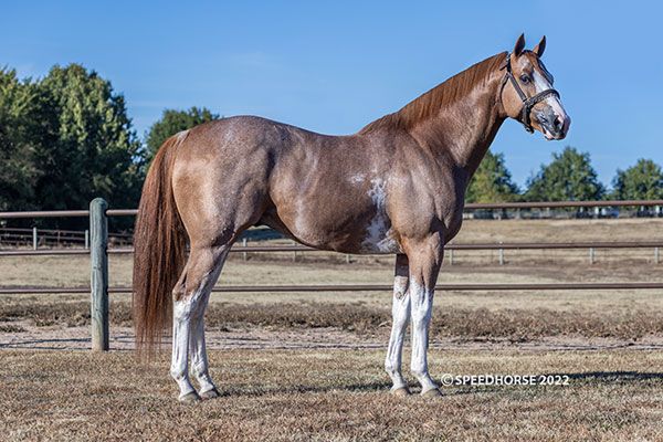 Stallion photographed from a specific angle