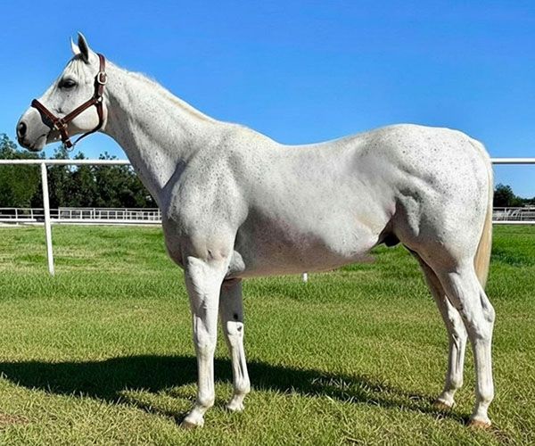 Stallion photographed from a specific angle