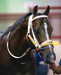 Stanley Cartel in the Los Alamitos saddling paddock prior to his first Grade 1 win.