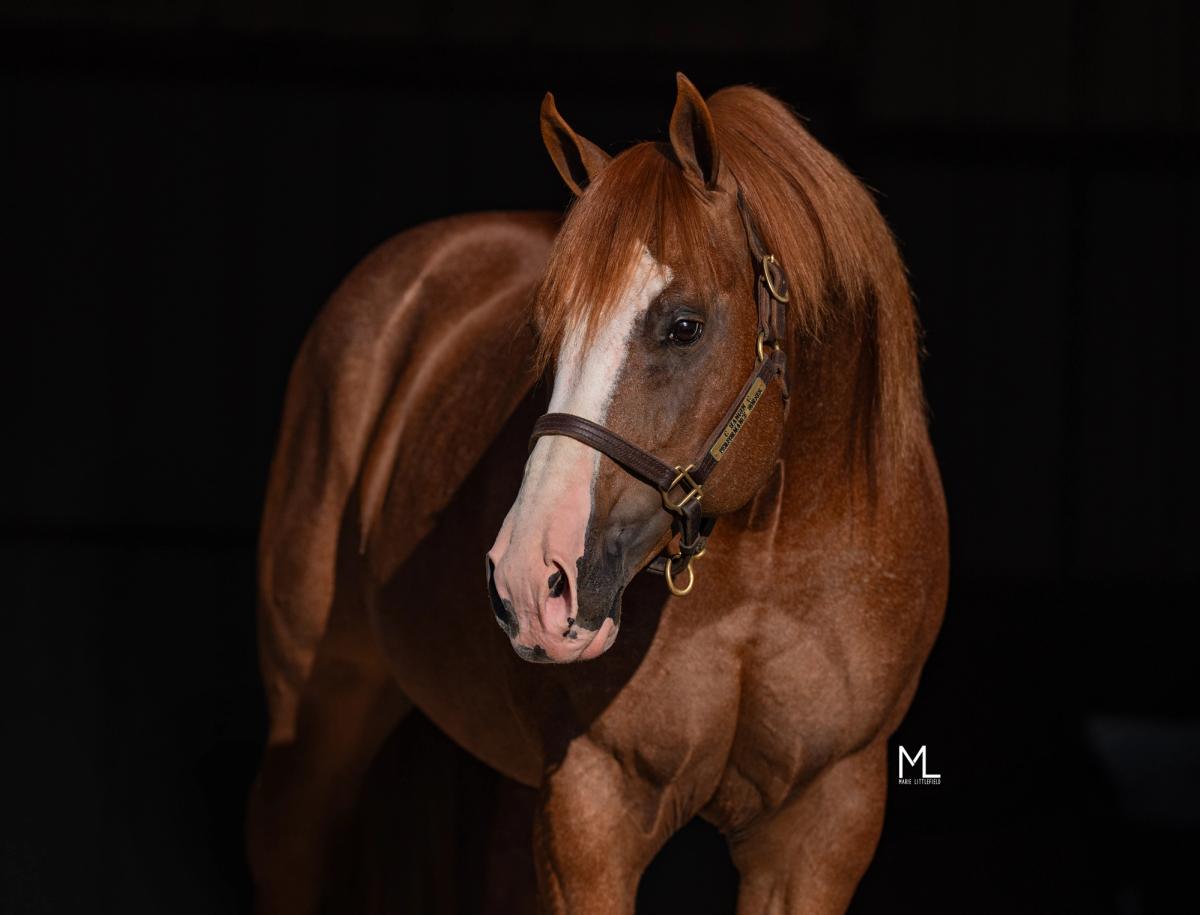 Stallion photographed from a specific angle