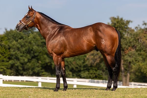 Stallion photographed from a specific angle