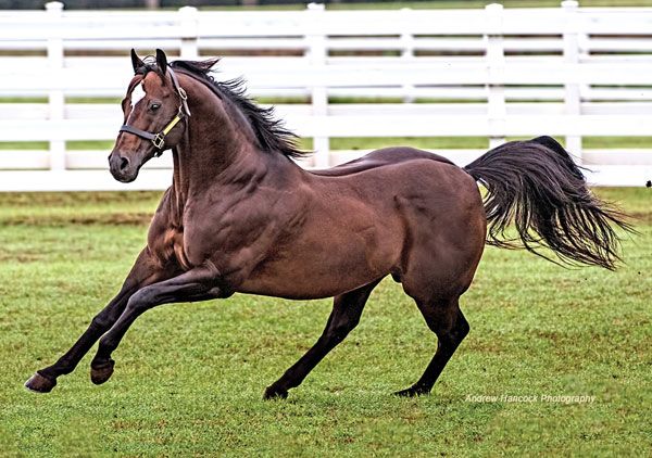 Stallion photographed from a specific angle