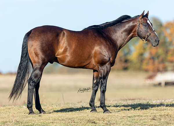 Stallion photographed from a specific angle
