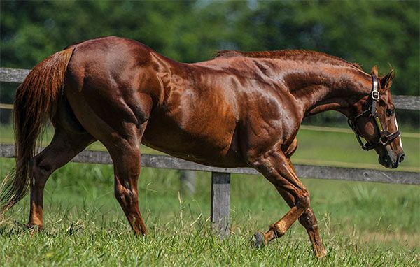 Stallion photographed from a specific angle