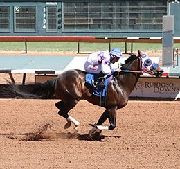 Mystic Paint qualifying for the Grade 1 Ruidoso QH Derby at Ruidoso Downs.