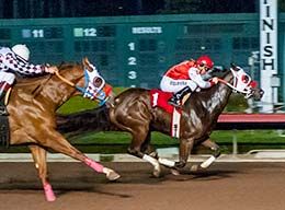 Shaken Goin On, under jockey Justine Klaiber, qualifying from the second trial on Saturday.