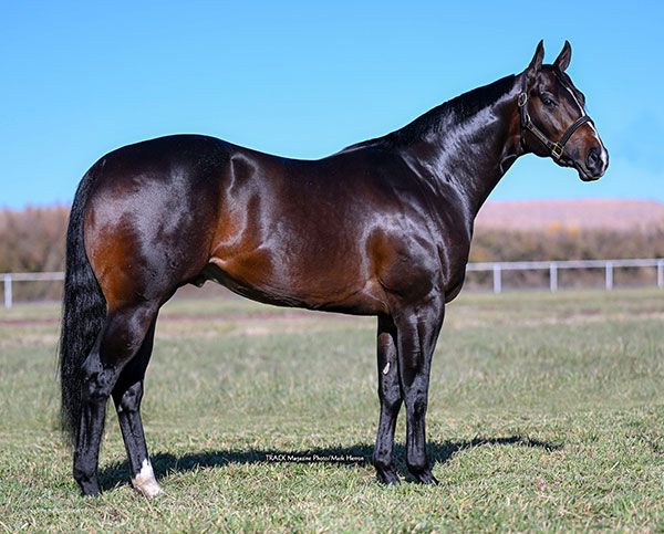 Stallion photographed from a specific angle
