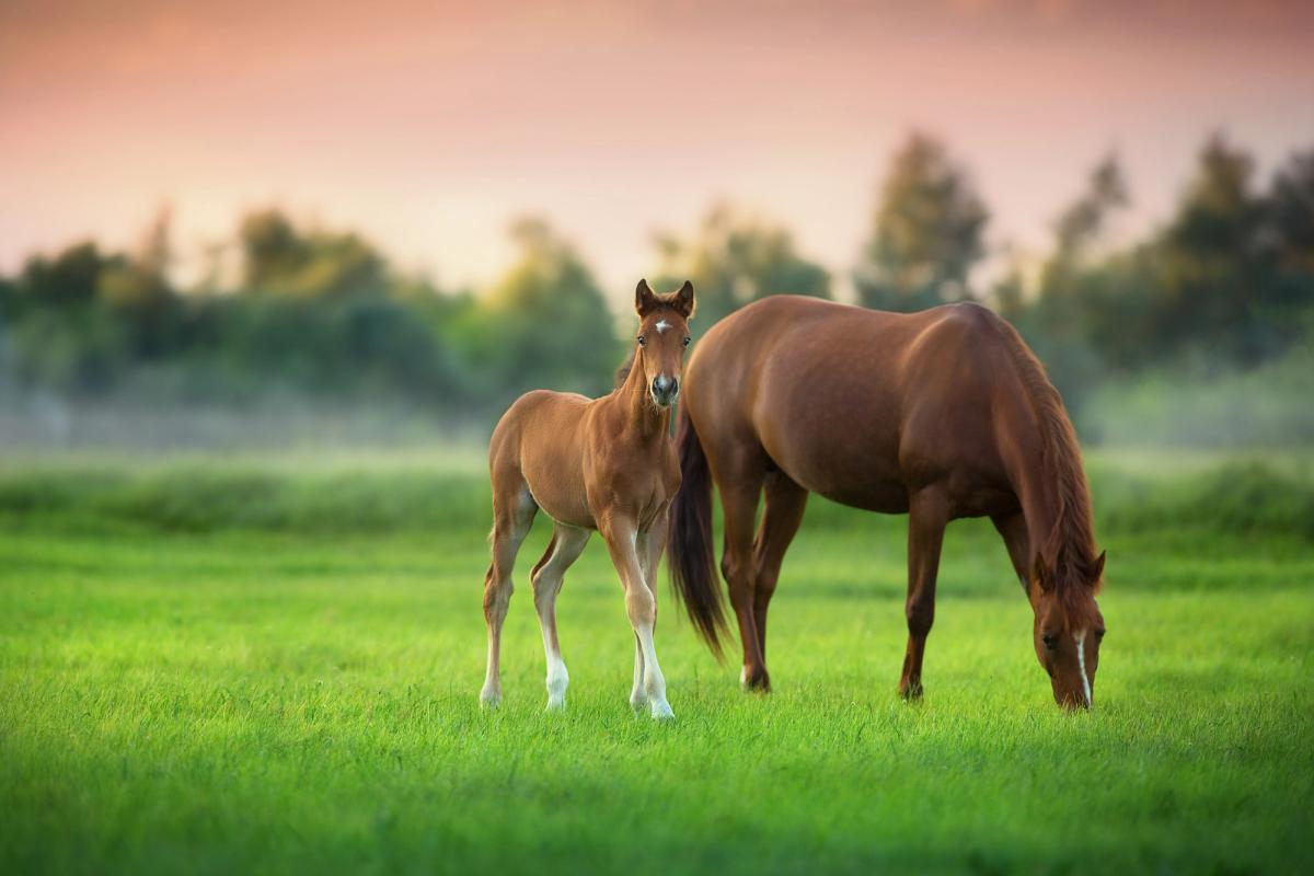 Frozen Embryo Permit Deadline Approaching: What Owners Need to Know