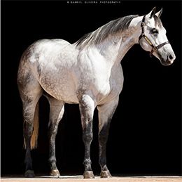Corona Jumpim, sire of Ucrânia Jumpim MRL.