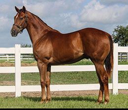 Fast Dashin Colt prior to the 2023 LQHBA Yearling Sale.