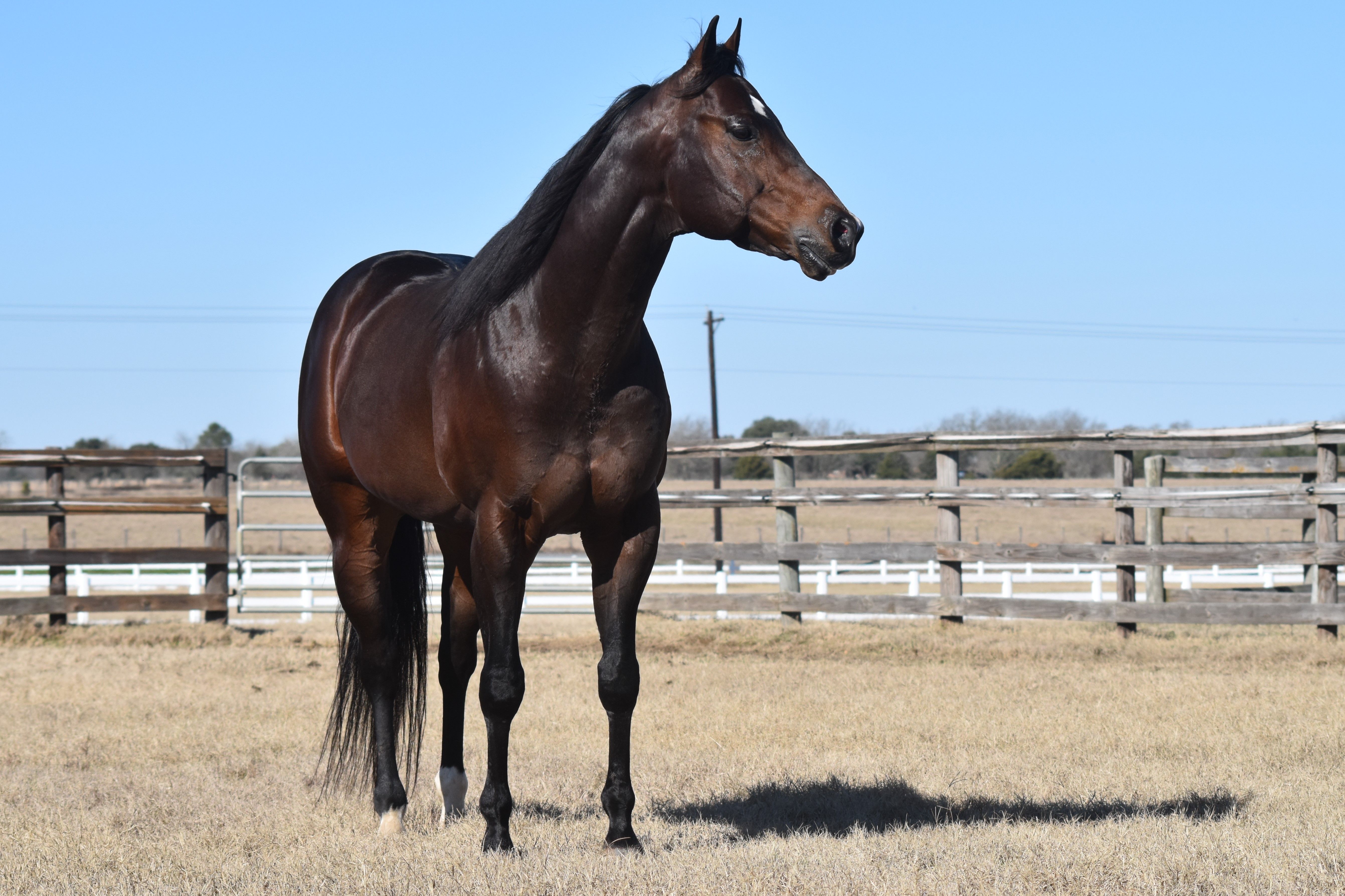 Stallion photographed from a specific angle