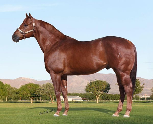 Stallion photographed from a specific angle