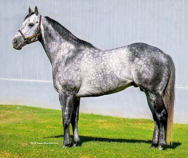 Stallion photographed from a specific angle