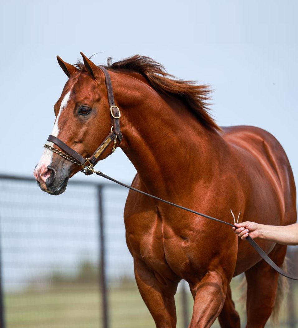 Multiple Stakes Sire One Valiant Hero Purchased by Highpoint Performance Horses