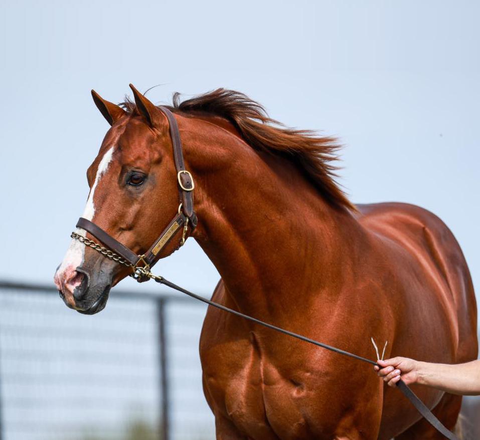 Multiple Stakes Sire One Valiant Hero Purchased by Highpoint Performance Horses