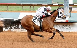 Envestor, under jockey Ali Rivera, wins by 3-1/4 lengths at Ruidoso Downs Saturday.