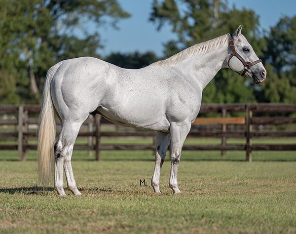 Stallion photographed from a specific angle