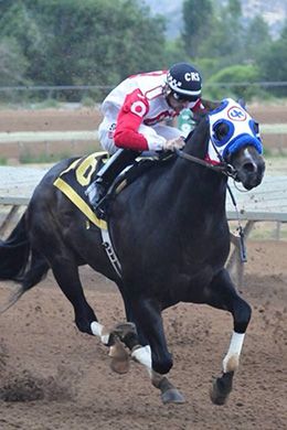 Cody Smith pilots AQHA Racing Champion and All American Futurity sire Hes Relentless during the stallion's racing career.