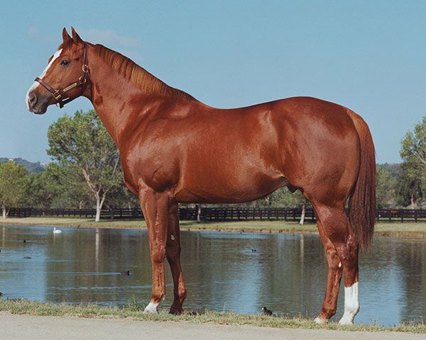 Stallion photographed from a specific angle