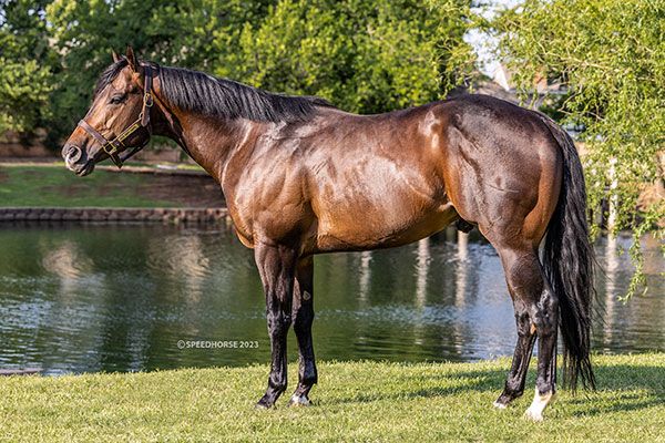 Stallion photographed from a specific angle