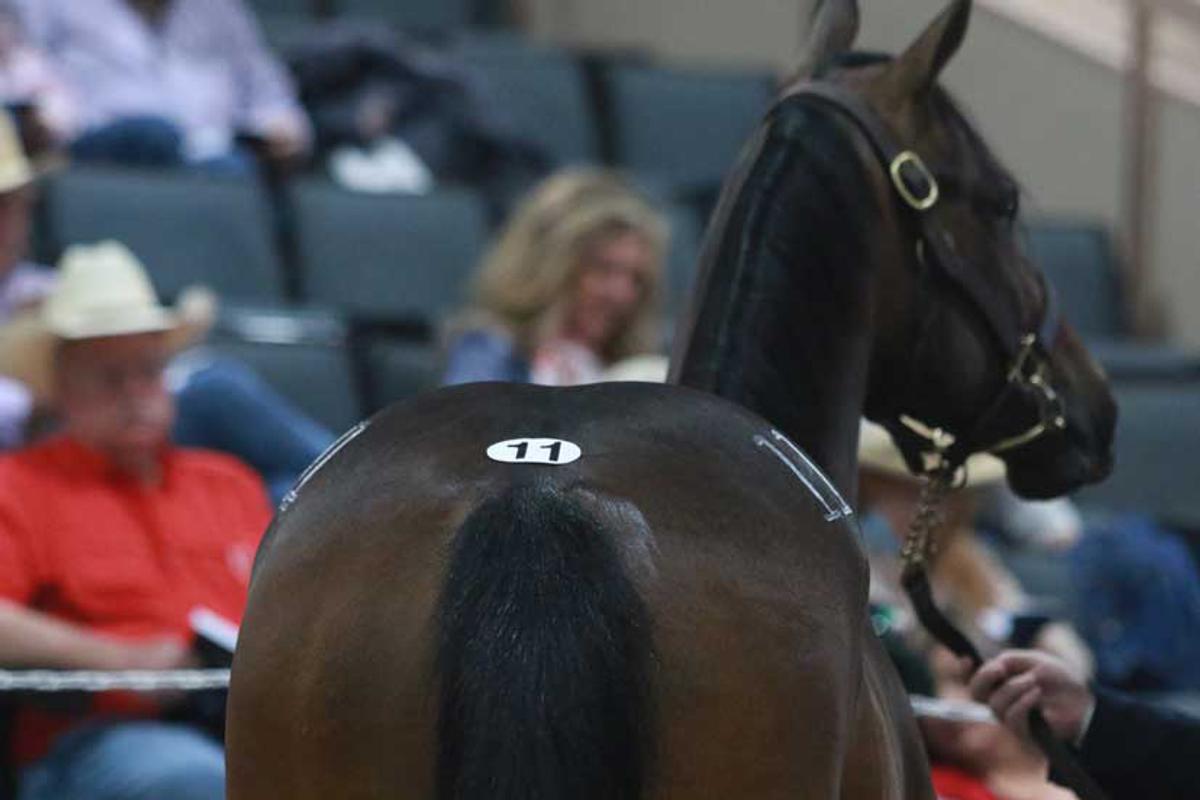 courtesy AQHA