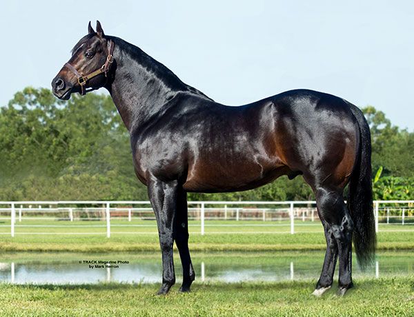 Stallion photographed from a specific angle