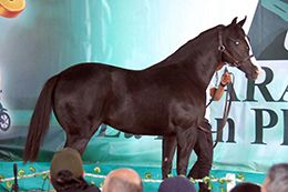Hip #8 Hanna Lake was the second-highest seller at the Gran Remate Selección Sale, bringing 72,000,000 Argentine Pesos (US$51,428).