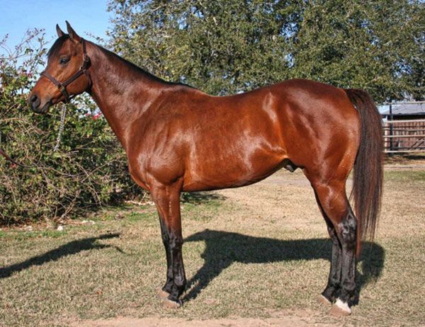 Stallion photographed from a specific angle