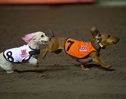 Weenie (#7) holds off Avi in the Wiener Nationals 2025 Championship race at Los Alamitos Race Course.
