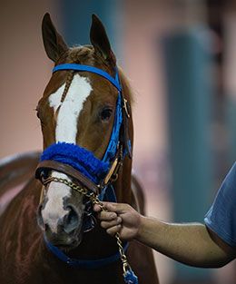 Sm My Valentine in the saddling paddock at Los Alamitos Sunday night.