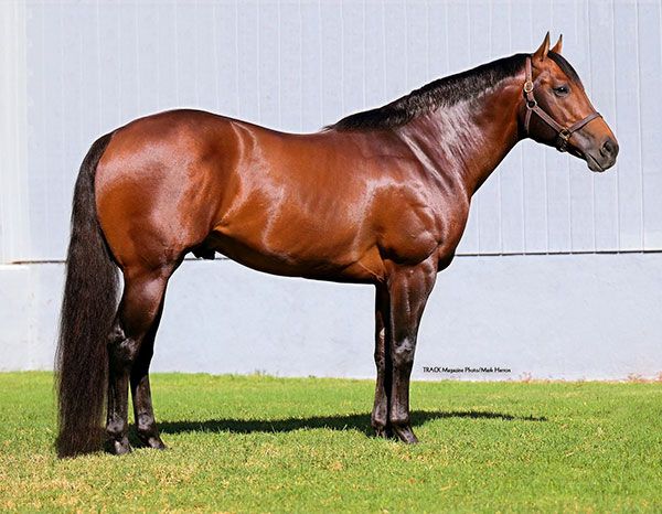 Stallion photographed from a specific angle