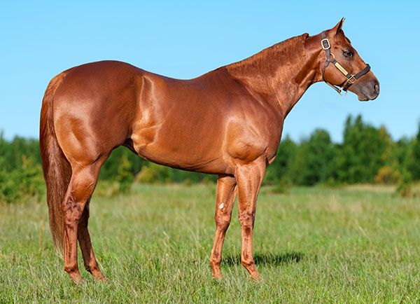 Stallion photographed from a specific angle