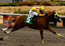 In Race 3 on Saturday, DK Lumbre de Oro will compete; she also made a winning debut on March 29, finishing in 12.17 seconds.