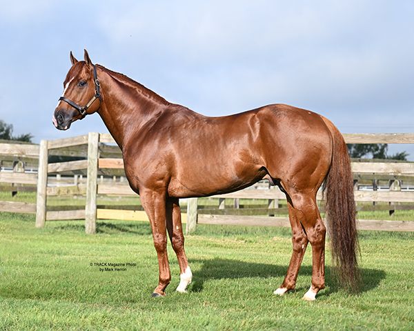 Stallion photographed from a specific angle
