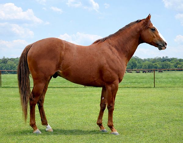 Stallion photographed from a specific angle