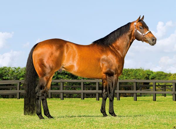 Stallion photographed from a specific angle